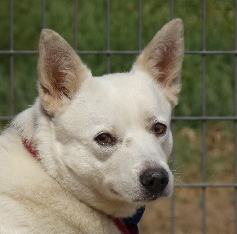 Enlarge Buttercup, a Adoptable mixed breed in Fort Collins, CO image 3/6