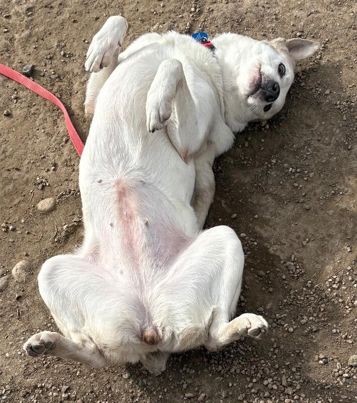 Enlarge Esquia, a Adoptable mixed breed in Westminster, CO image 4/6