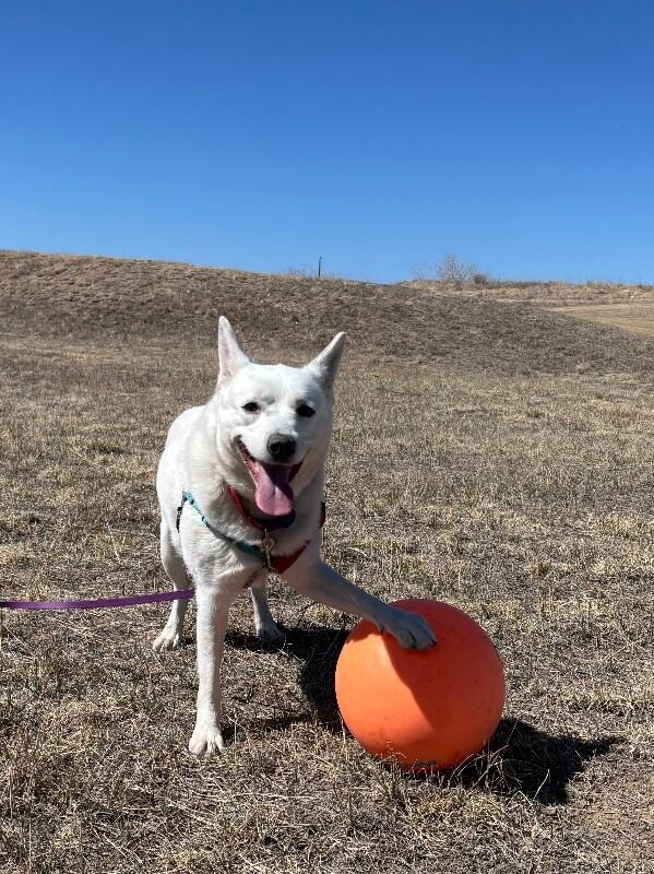 Buttercup, Adoptable, Adult Female Cattle Dog & Mixed Breed.
