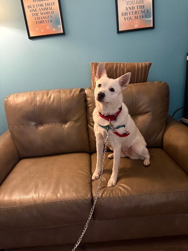 Enlarge Esquia, a Adoptable mixed breed in Westminster, CO image 5/6