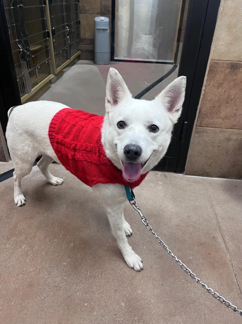 Enlarge Buttercup, a Adoptable mixed breed in Fort Collins, CO image 5/6
