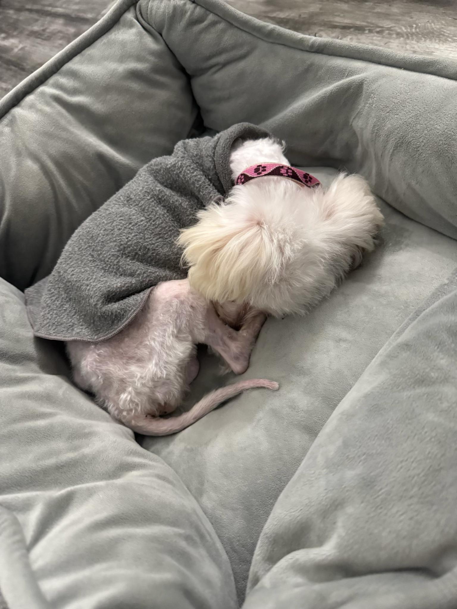 Enlarge JAE, a Adopted Maltese in Bloomfield Hills, MI image 2/5