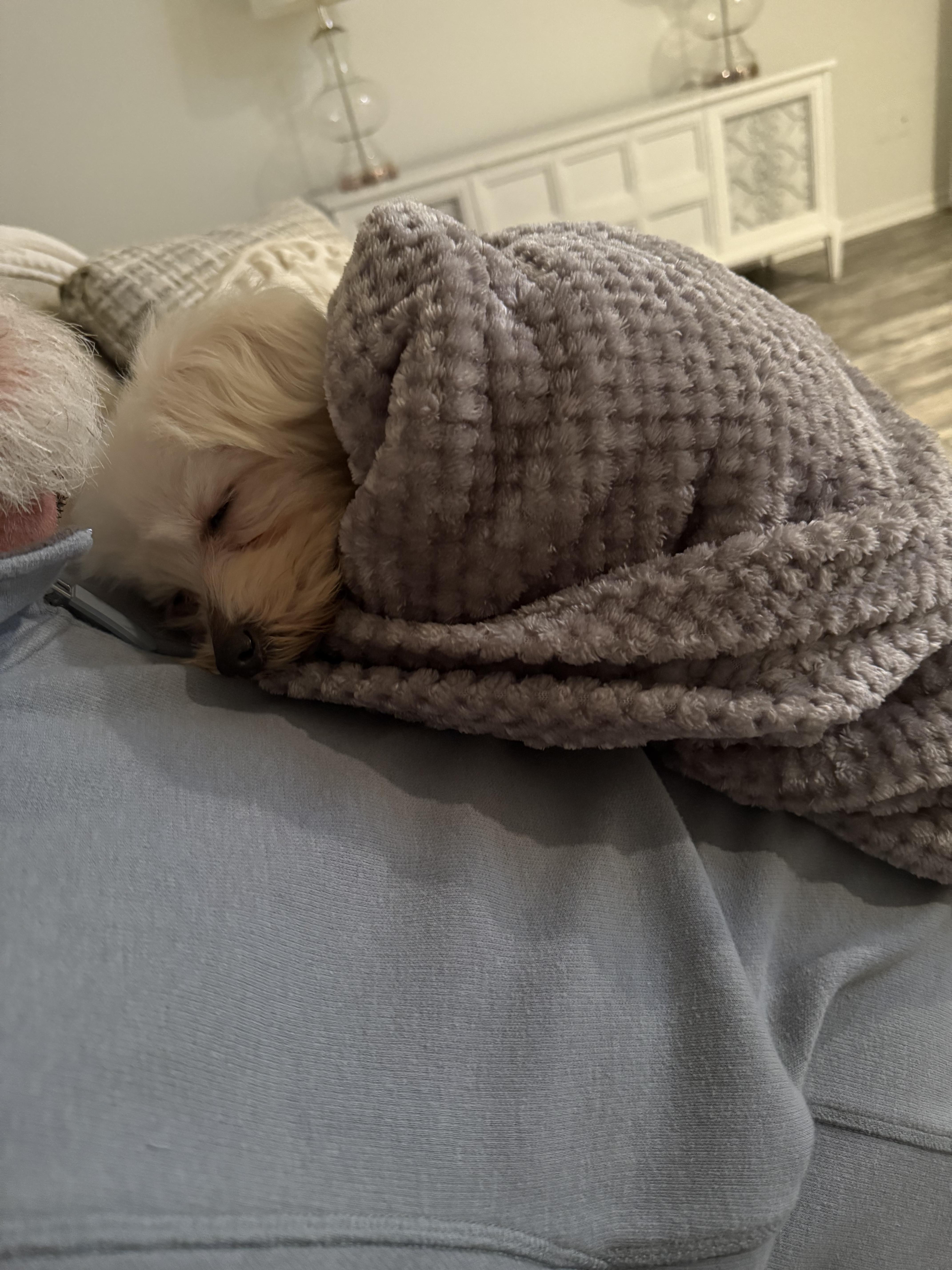 Enlarge JAE, a Adopted Maltese in Bloomfield Hills, MI image 3/5