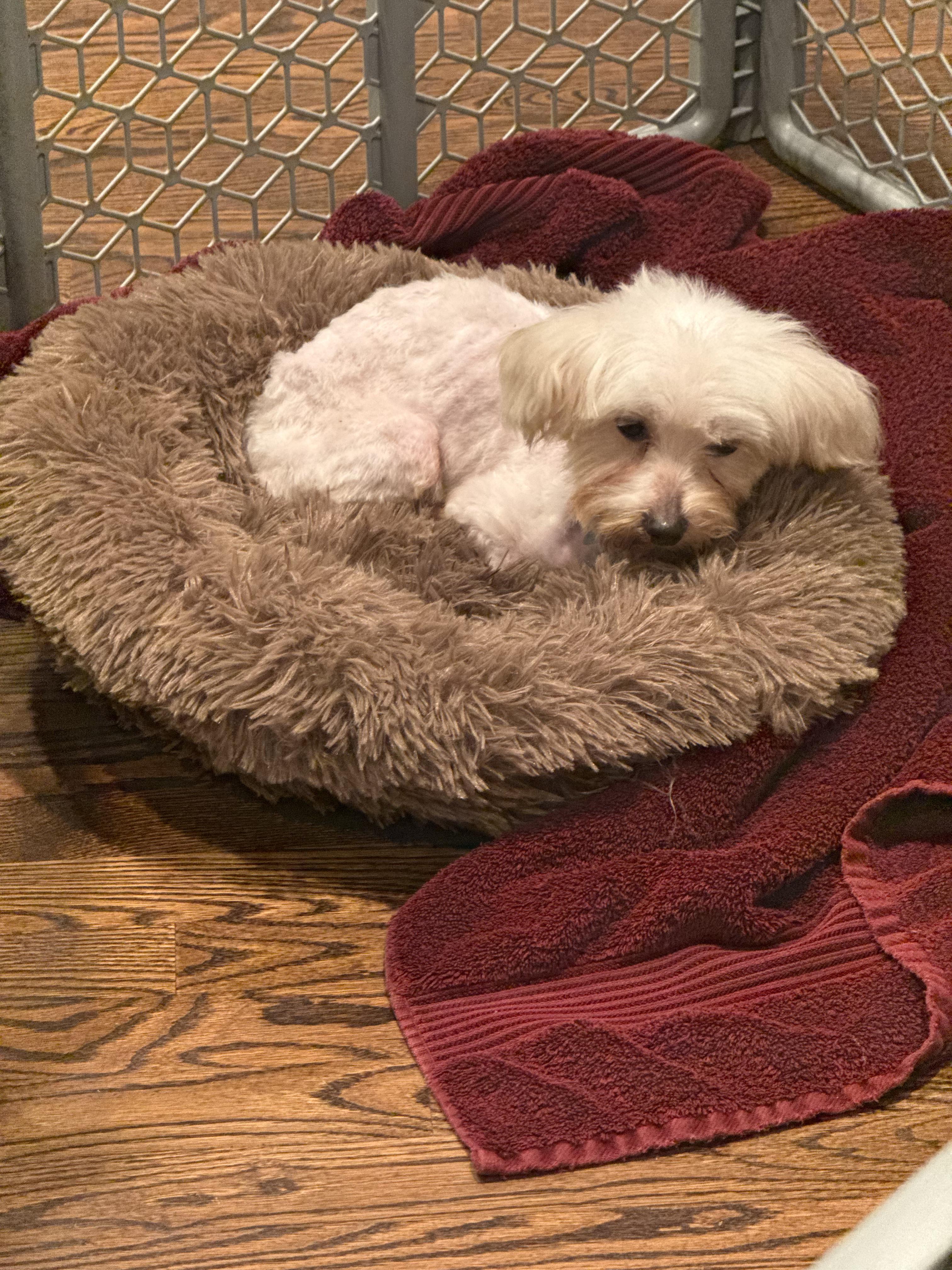 Enlarge JAE, a Adopted Maltese in Bloomfield Hills, MI image 4/5