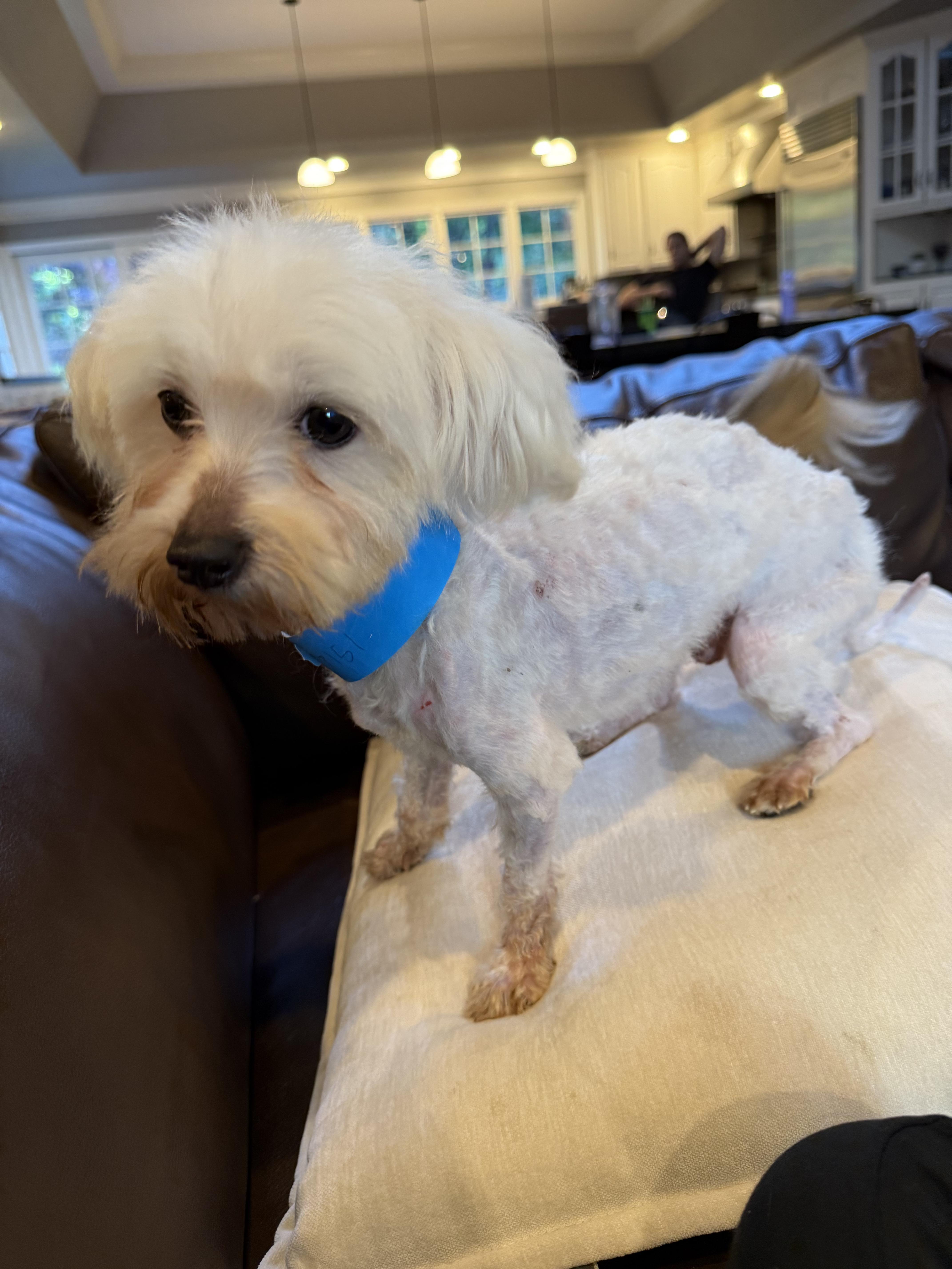 Enlarge JAE, a Adopted Maltese in Bloomfield Hills, MI image 5/5