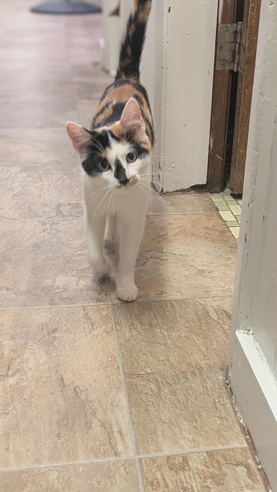 Robin, Adoptable, Young Female Domestic Short Hair.