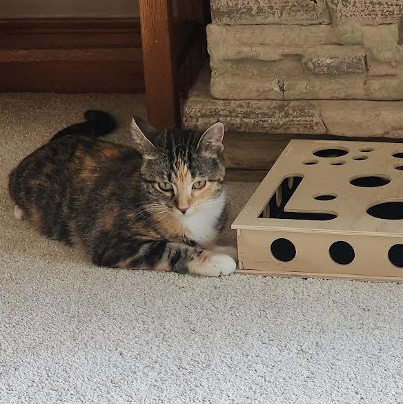 MIssy-COURTESY LISTING, Adopted, Young Female Calico.