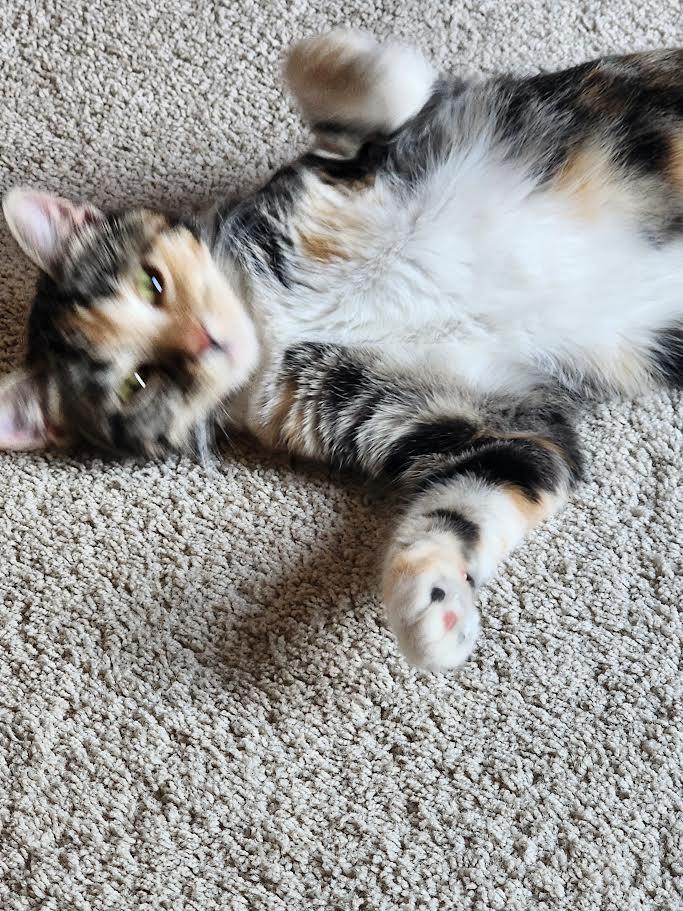 Enlarge MIssy-COURTESY LISTING, a Adopted Calico in Decorah, IA image 2/2