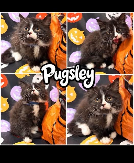 pugsley blue, Adoptable, Kitten Male Domestic Long Hair.