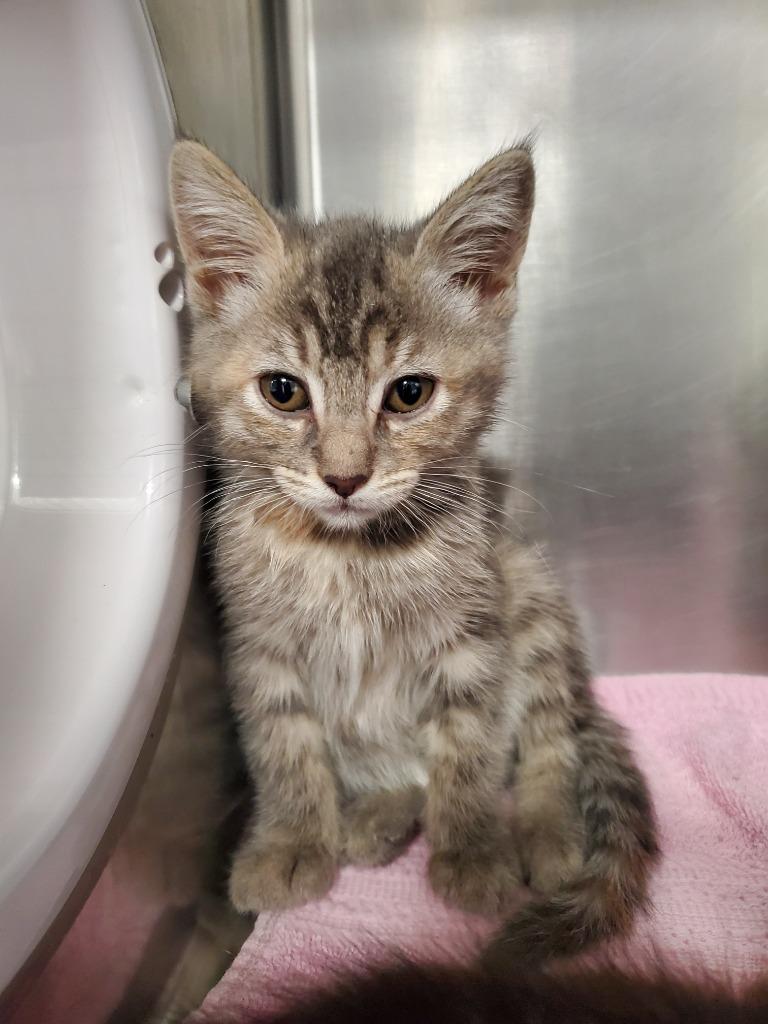 Astor, Adoptable, Kitten Female Domestic Short Hair.