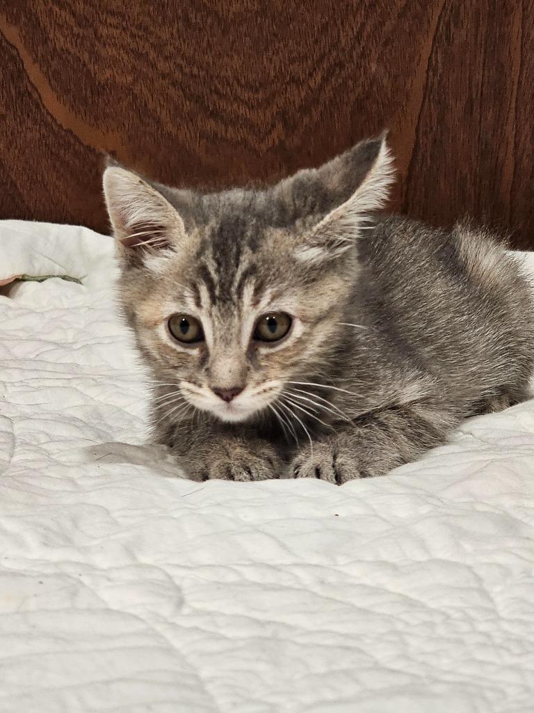 Enlarge Astor, a Adoptable mixed breed in Grants Pass, OR image 2/2