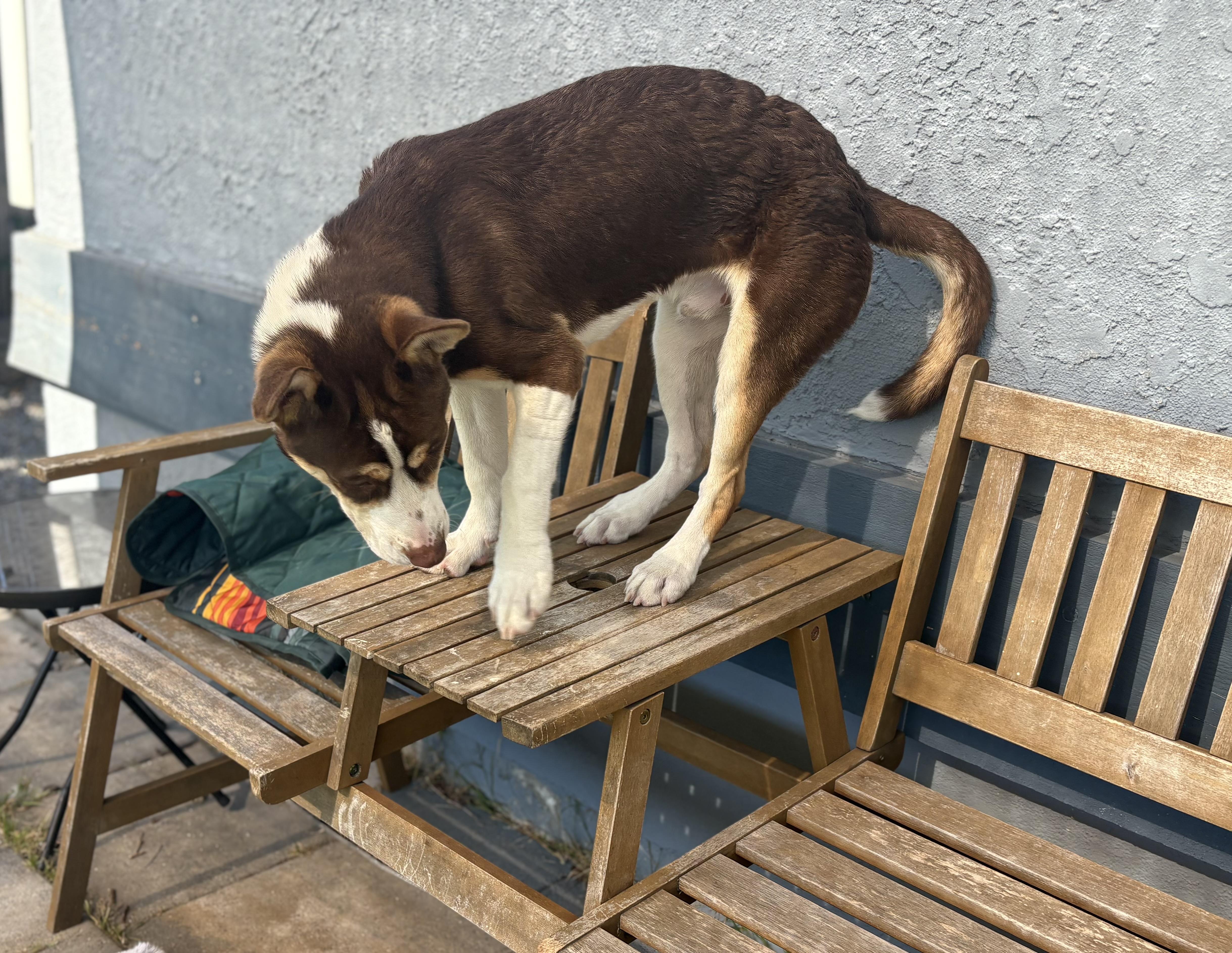 Enlarge Murphy, a Adopted mixed breed in San Diego, CA image 5/6