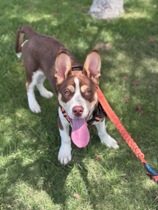 Murphy, Adopted, Puppy Male Pit Bull Terrier & Corgi.