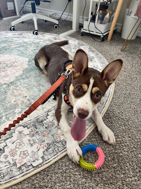 Enlarge Murphy, a Adopted mixed breed in San Diego, CA image 2/6