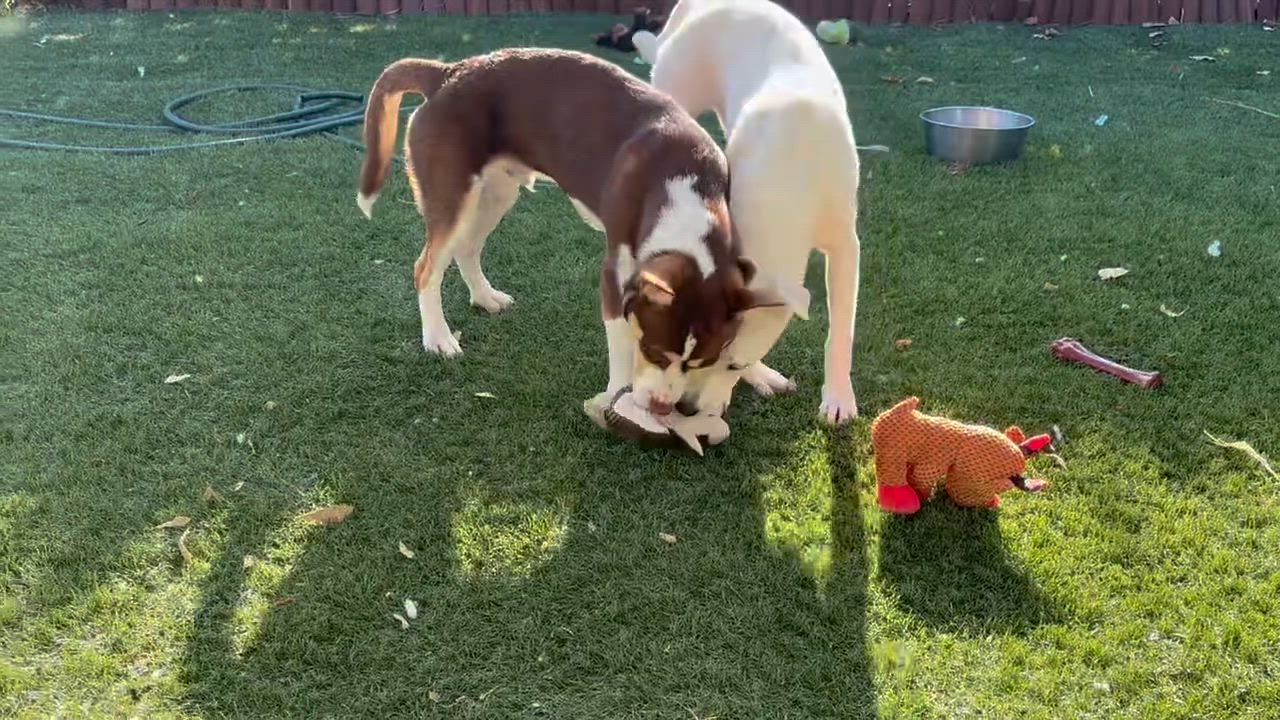 Enlarge Murphy, a Adopted mixed breed in San Diego, CA video 3/6