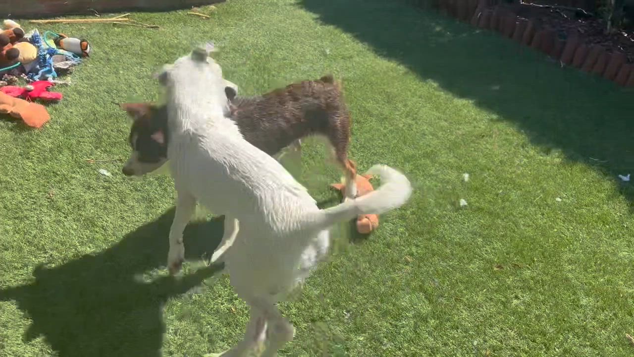Enlarge Murphy, a Adopted mixed breed in San Diego, CA video 4/6