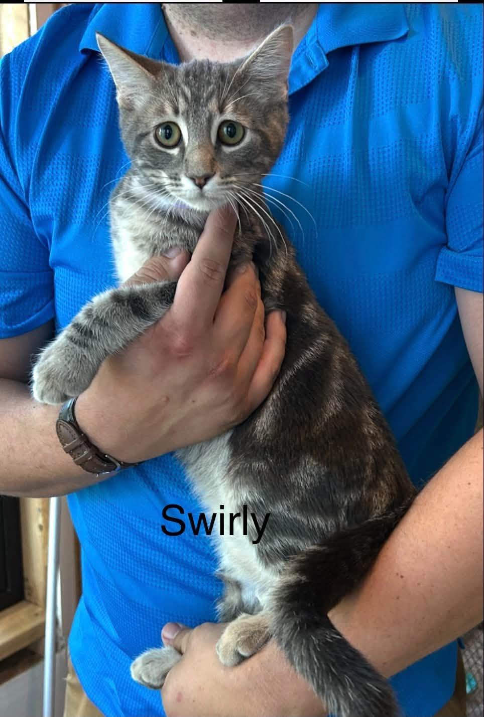 Swirly, Adoptable, Kitten Male Domestic Short Hair.