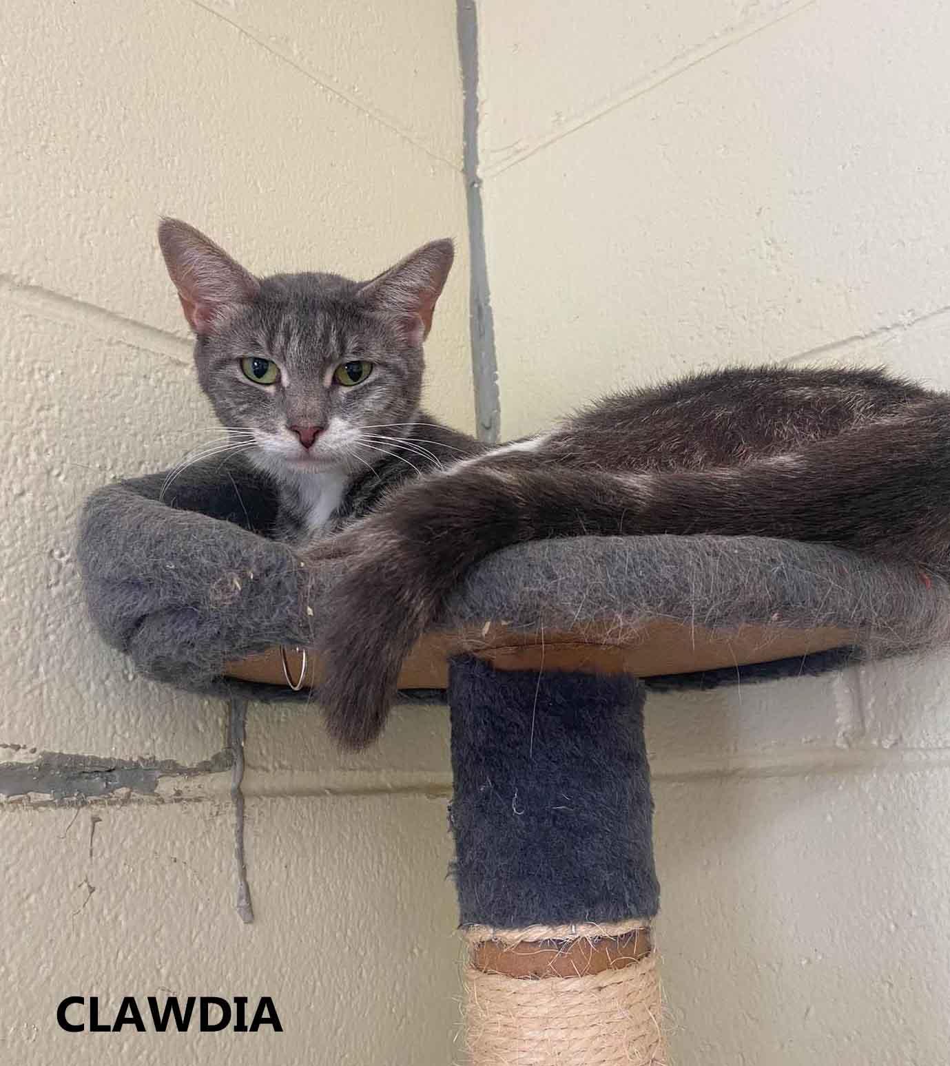 Enlarge Clawdia, a Adoptable Domestic Short Hair in Washington, GA image 1/1
