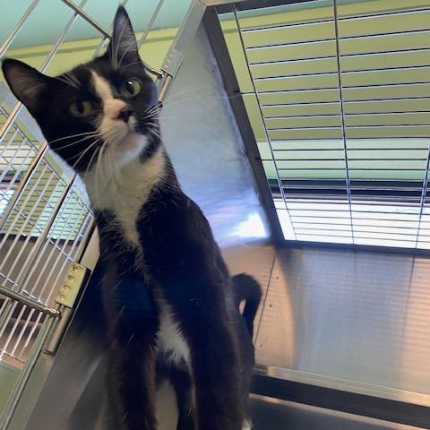 Magpie, Adoptable, Adult Female Domestic Short Hair.