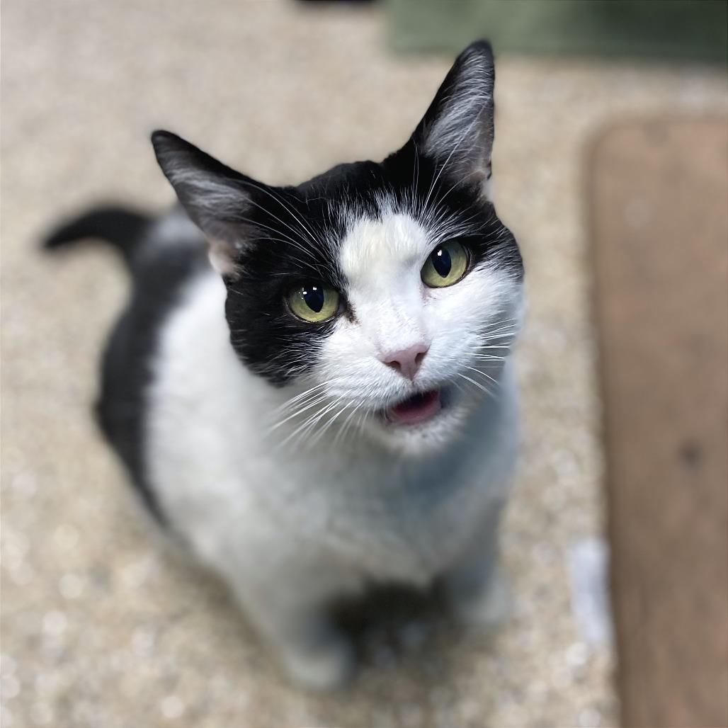 Rosie, Adoptable, Senior Female Domestic Short Hair.