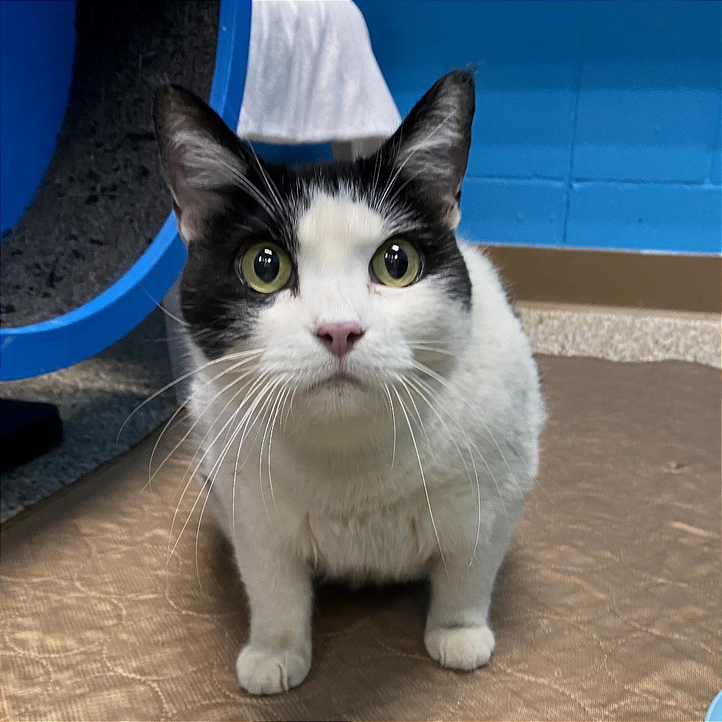 Enlarge Rosie, a Adoptable Domestic Short Hair in Cheyenne, WY image 2/4