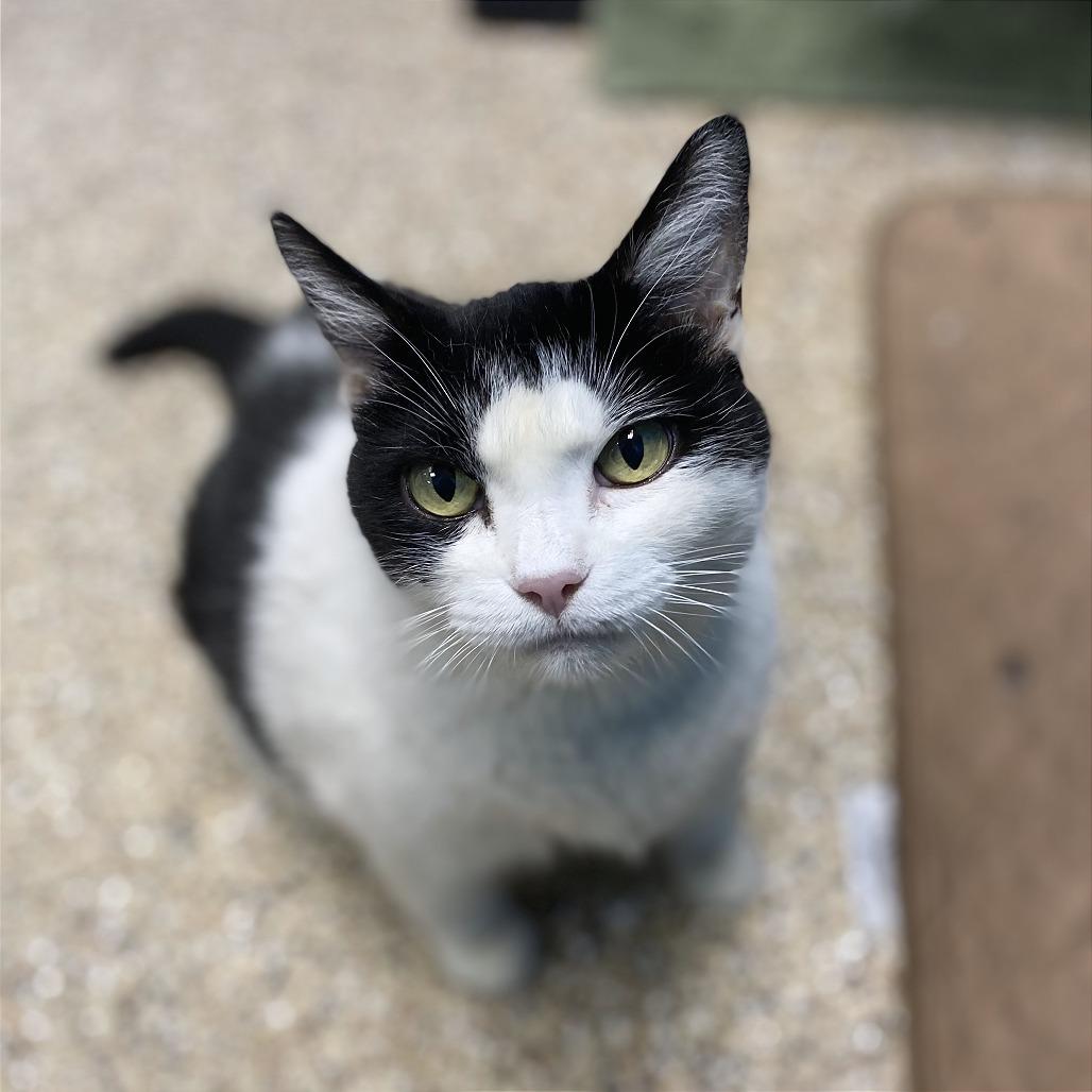 Enlarge Rosie, a Adoptable Domestic Short Hair in Cheyenne, WY image 3/4