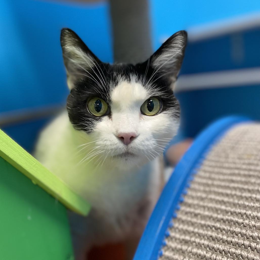 Enlarge Rosie, a Adoptable Domestic Short Hair in Cheyenne, WY image 4/4