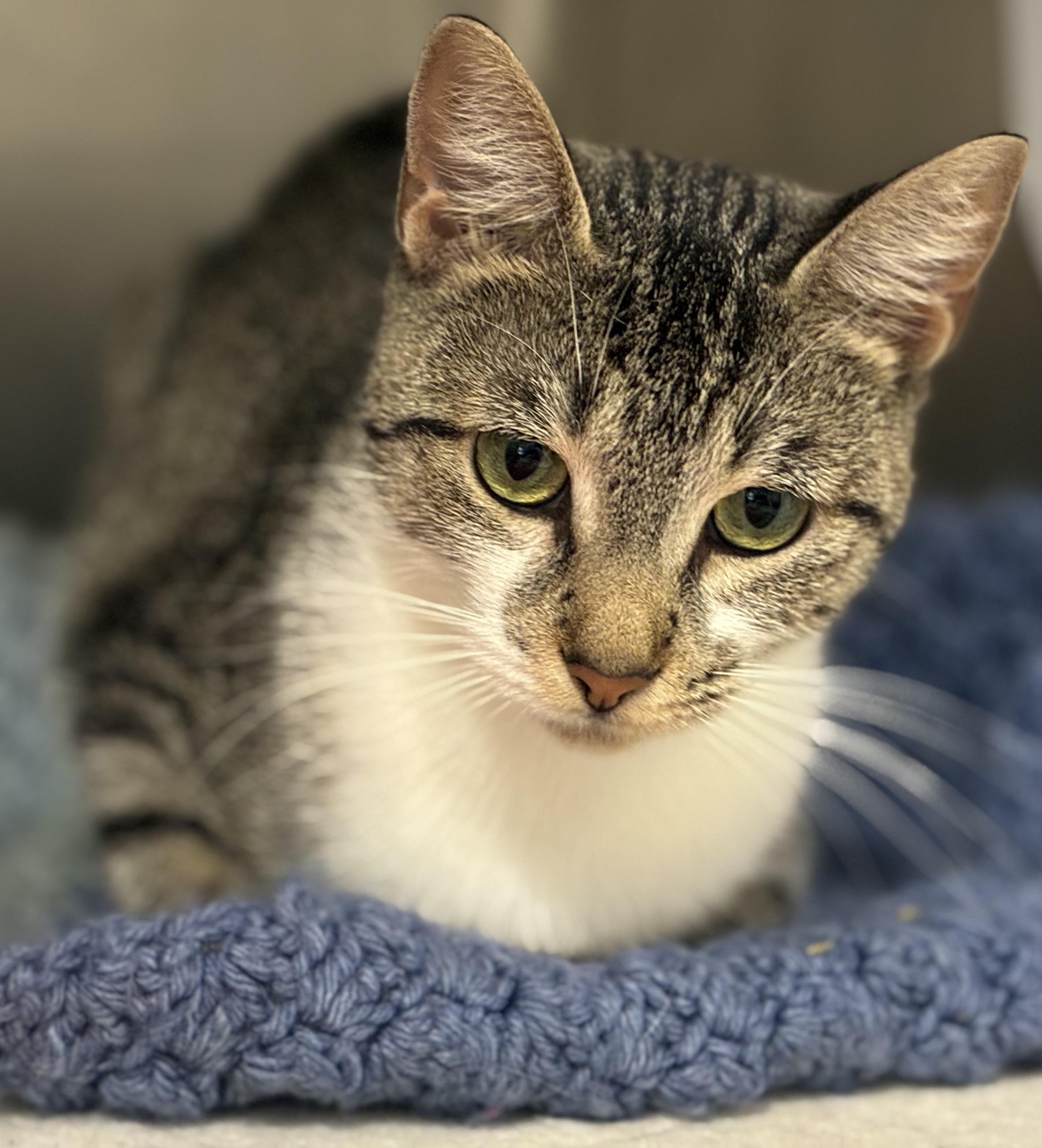 Jasmine, ADOPTABLE, Adult Female Domestic Medium Hair.