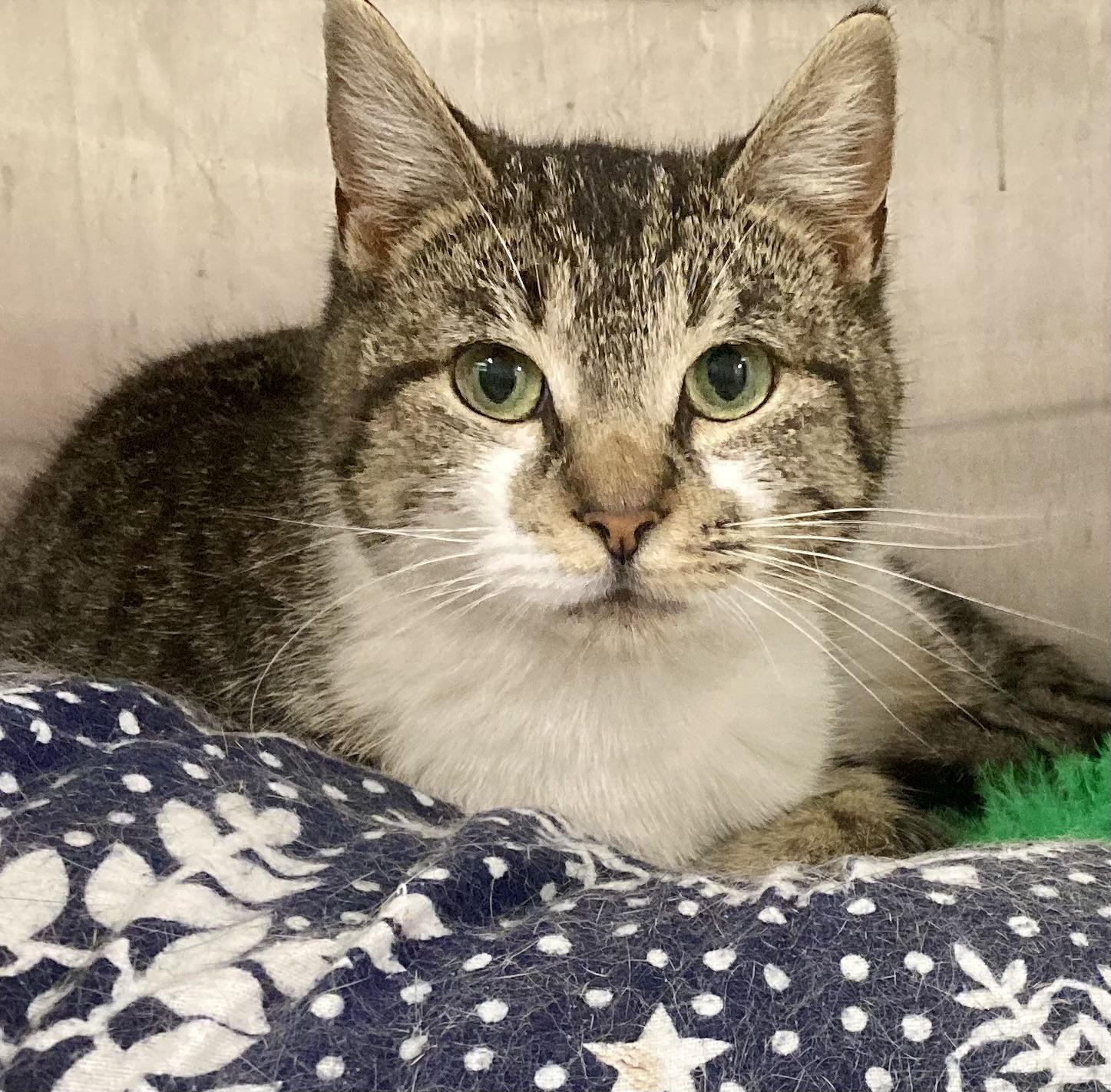 Jasmine, a ADOPTABLE mixed breed in Sandusky, MI image 2/3