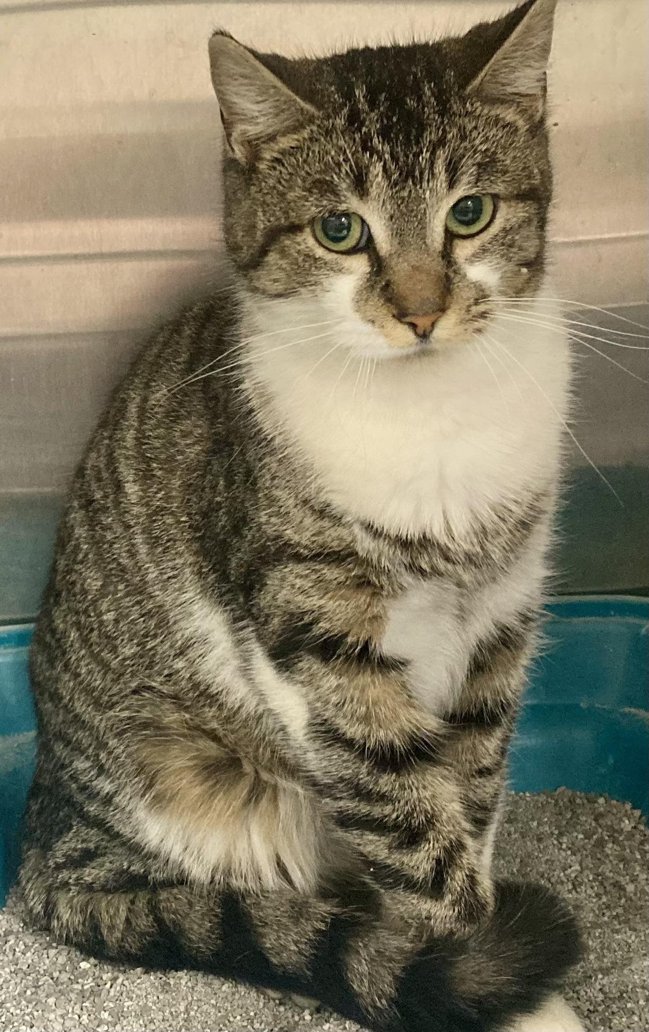 Jasmine, a ADOPTABLE mixed breed in Sandusky, MI image 3/3