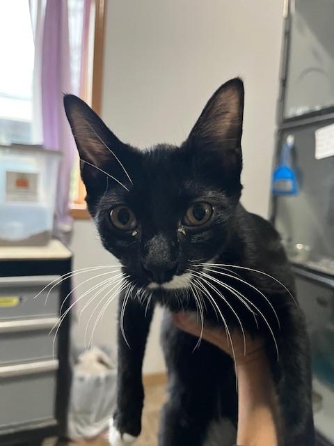Douglas, Adoptable, Kitten Male Domestic Short Hair.