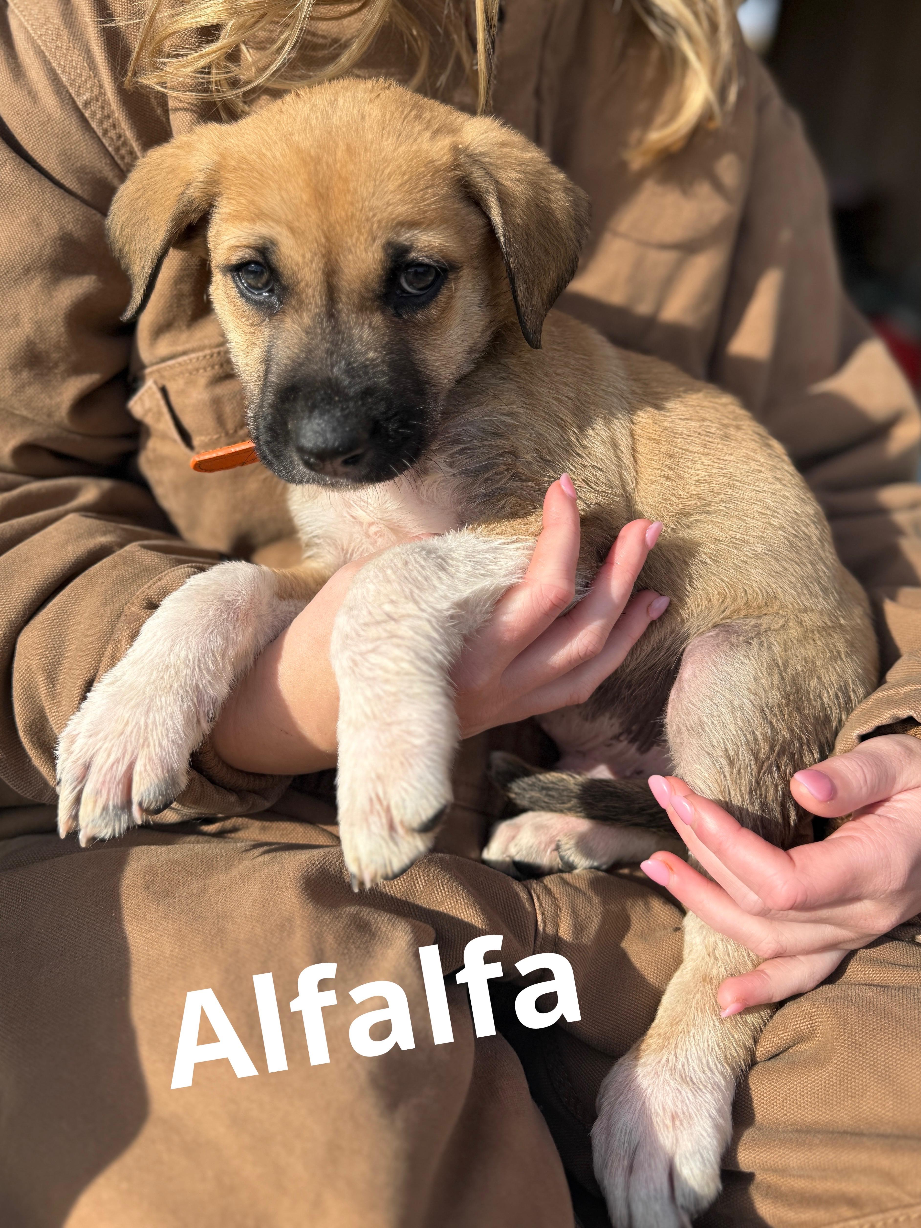 Enlarge Alfalfa, an adopted mixed breed in Texarkana, TX image 1/2