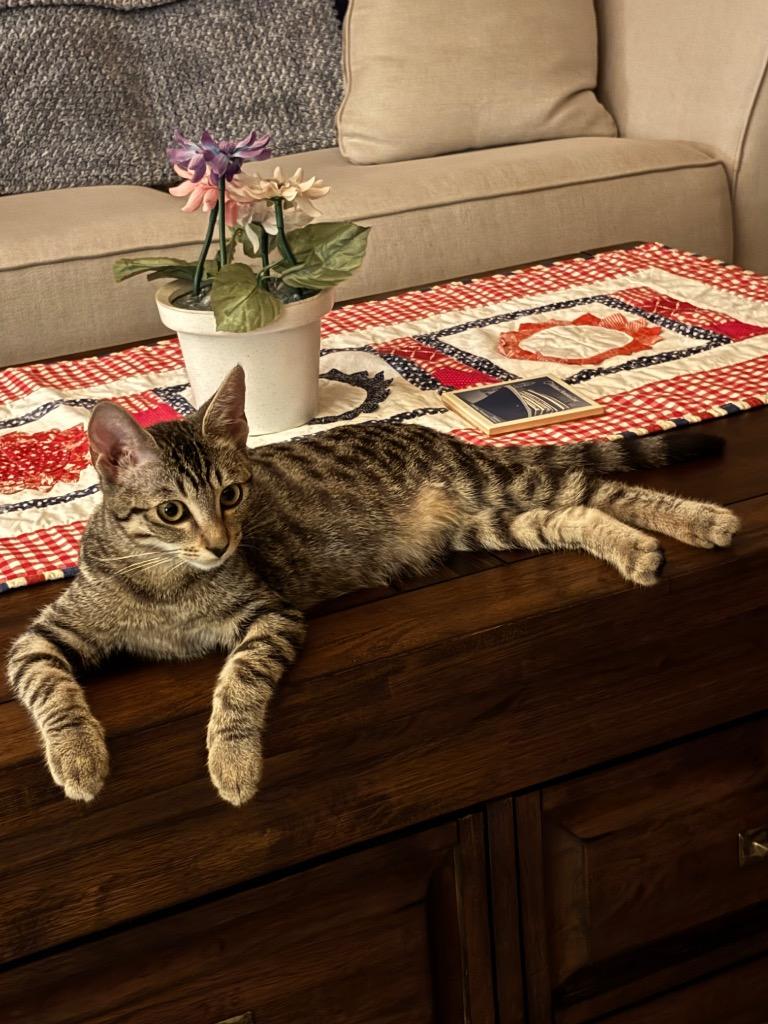 Skamper, Adoptable, Kitten Female Domestic Short Hair.
