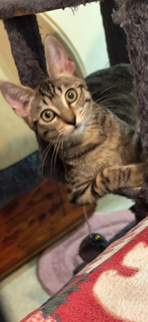 Enlarge Skamper, a Adoptable mixed breed in Shelton, WA image 1/3
