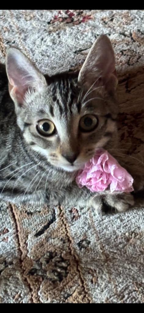 Enlarge Skamper, a Adoptable mixed breed in Shelton, WA image 2/3