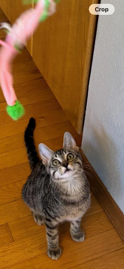Enlarge Skamper, a Adoptable mixed breed in Shelton, WA image 3/3