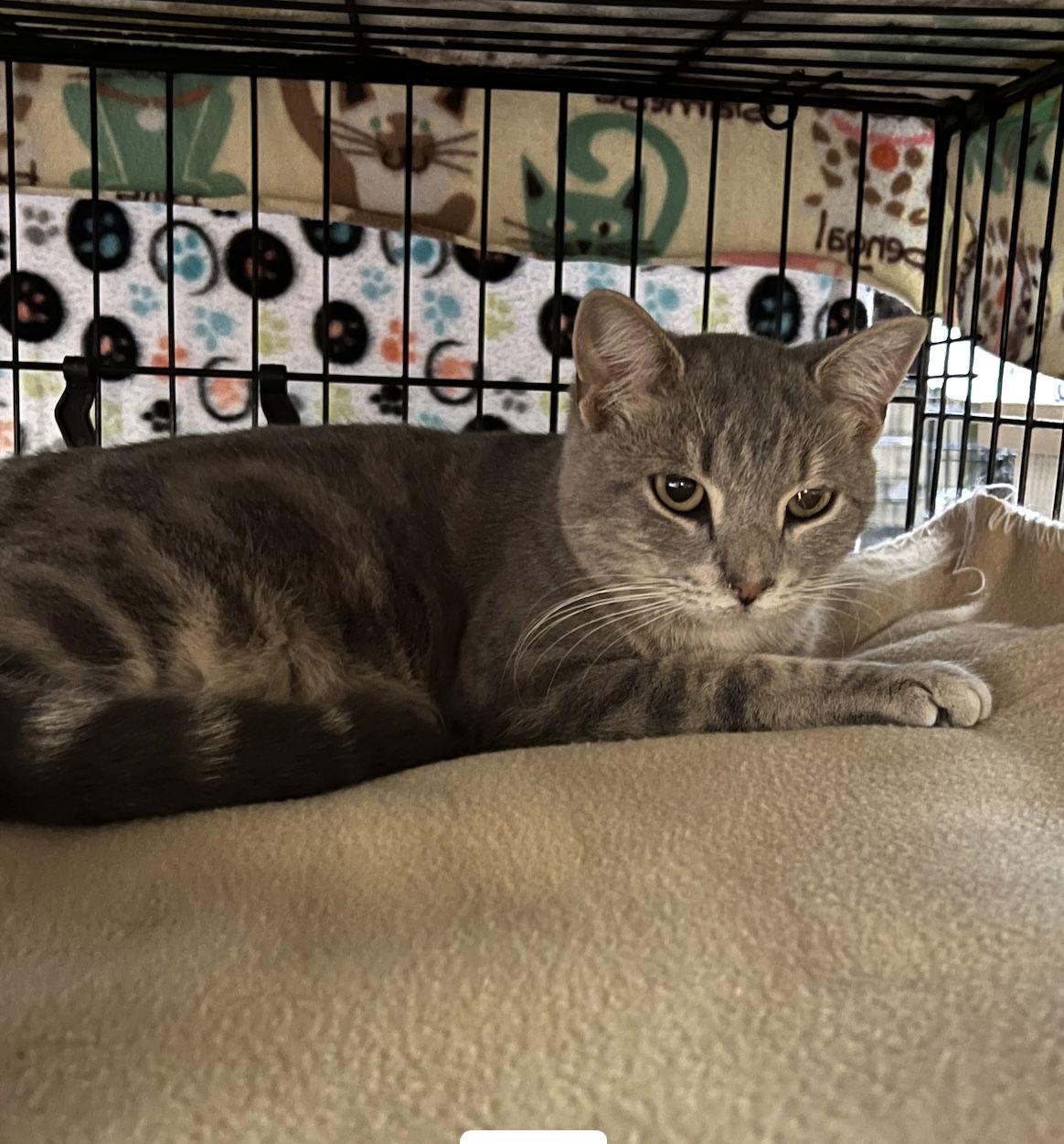 Rambles, Adopted, Young Male Domestic Short Hair.