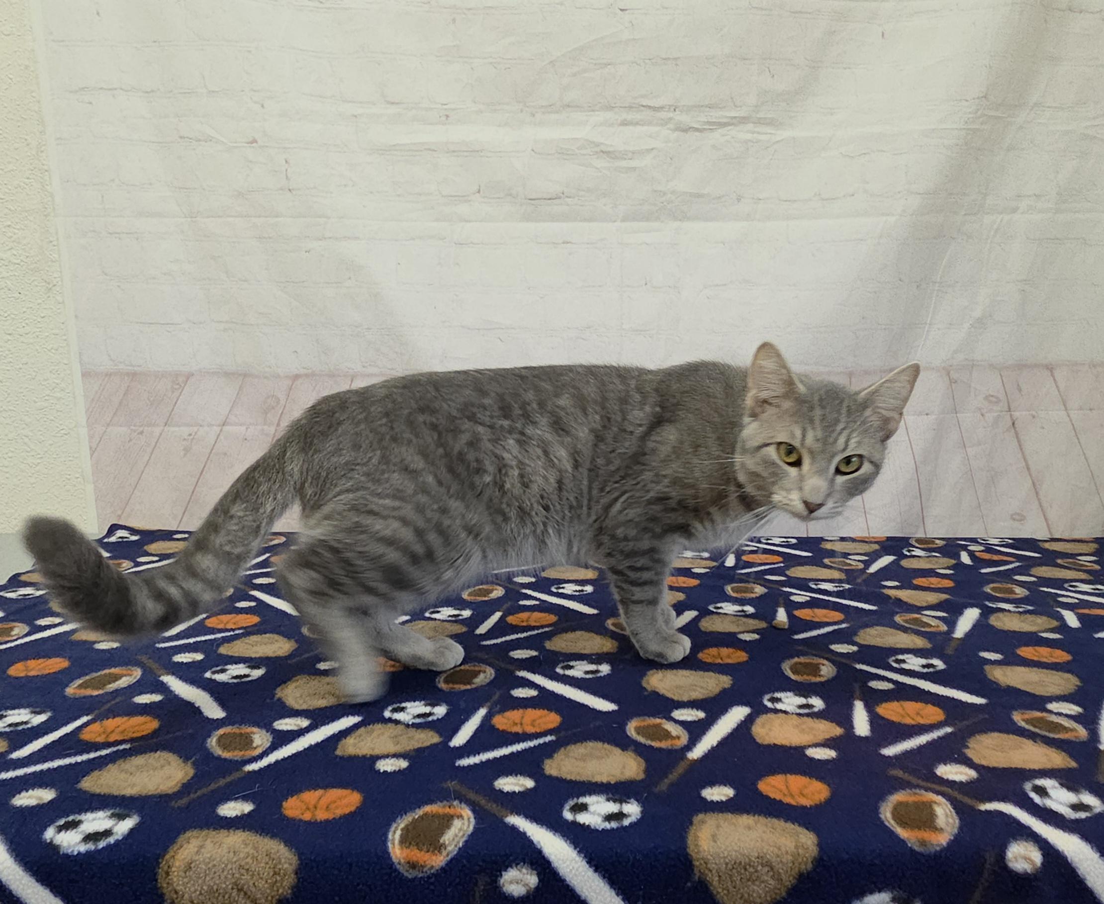 Enlarge Potato Chip, a ADOPTABLE Domestic Short Hair in Red Wing, MN image 5/5