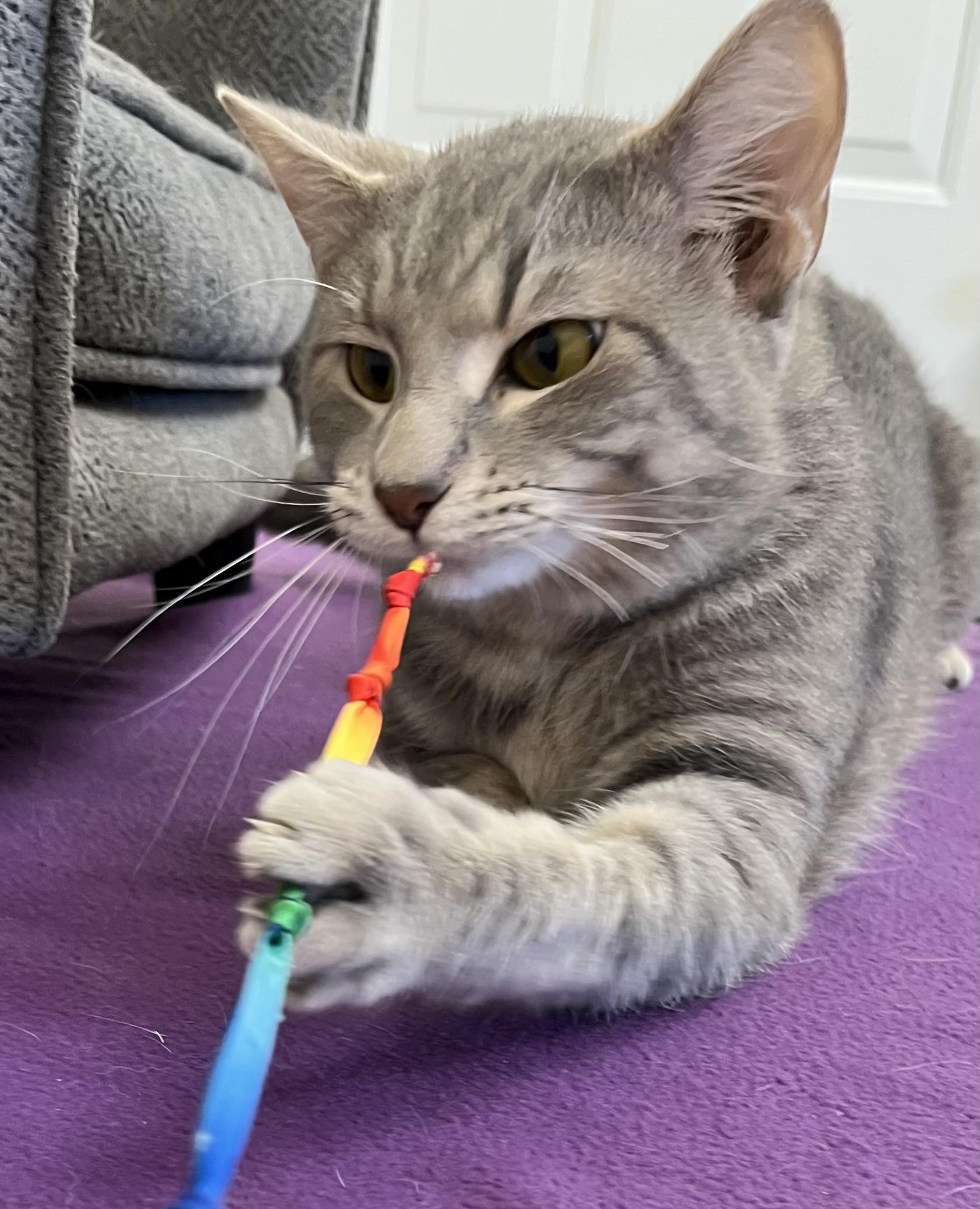 Potato Chip, Adoptable, Young Male Domestic Short Hair.