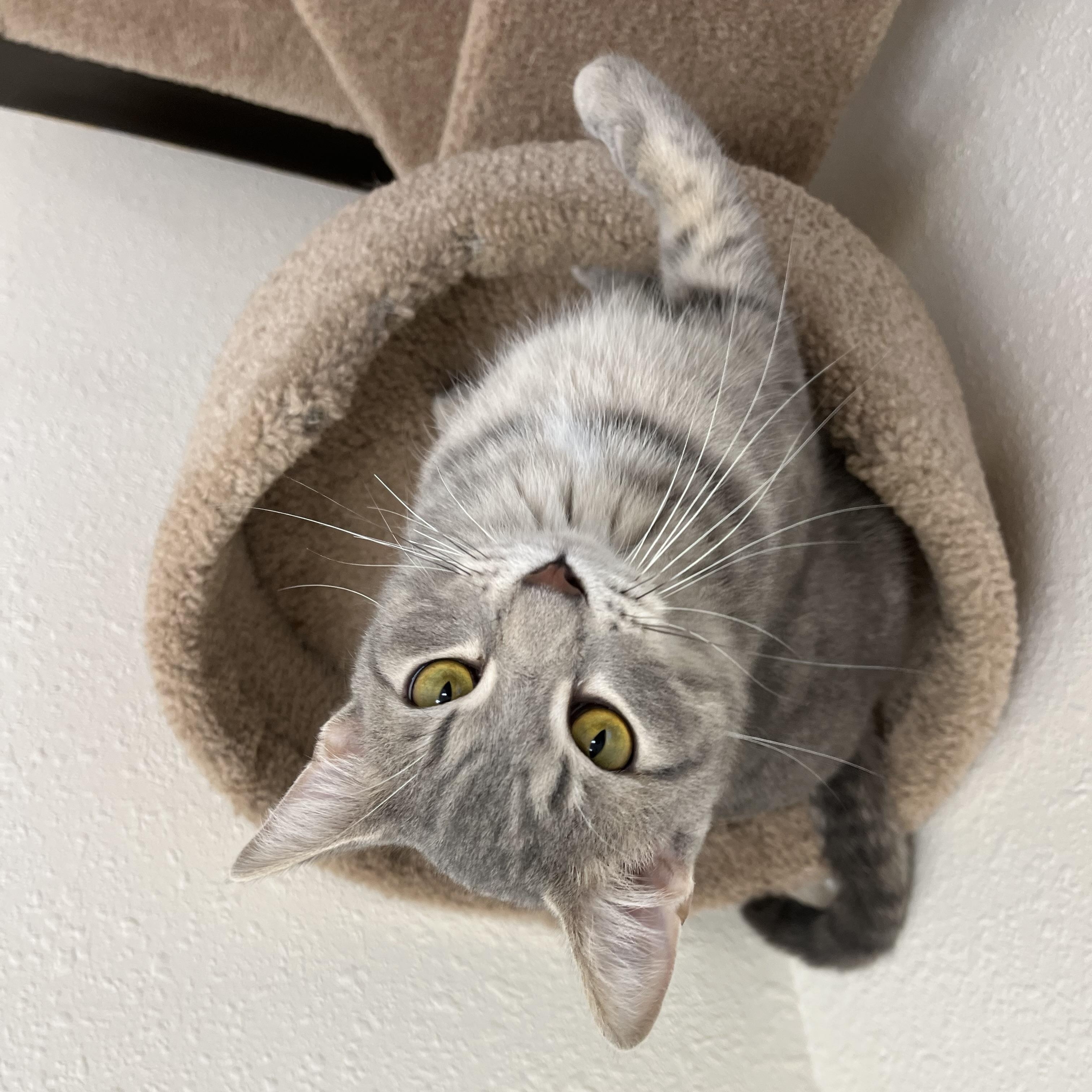 Enlarge Potato Chip, a Adoptable Domestic Short Hair in Red Wing, MN image 5/5