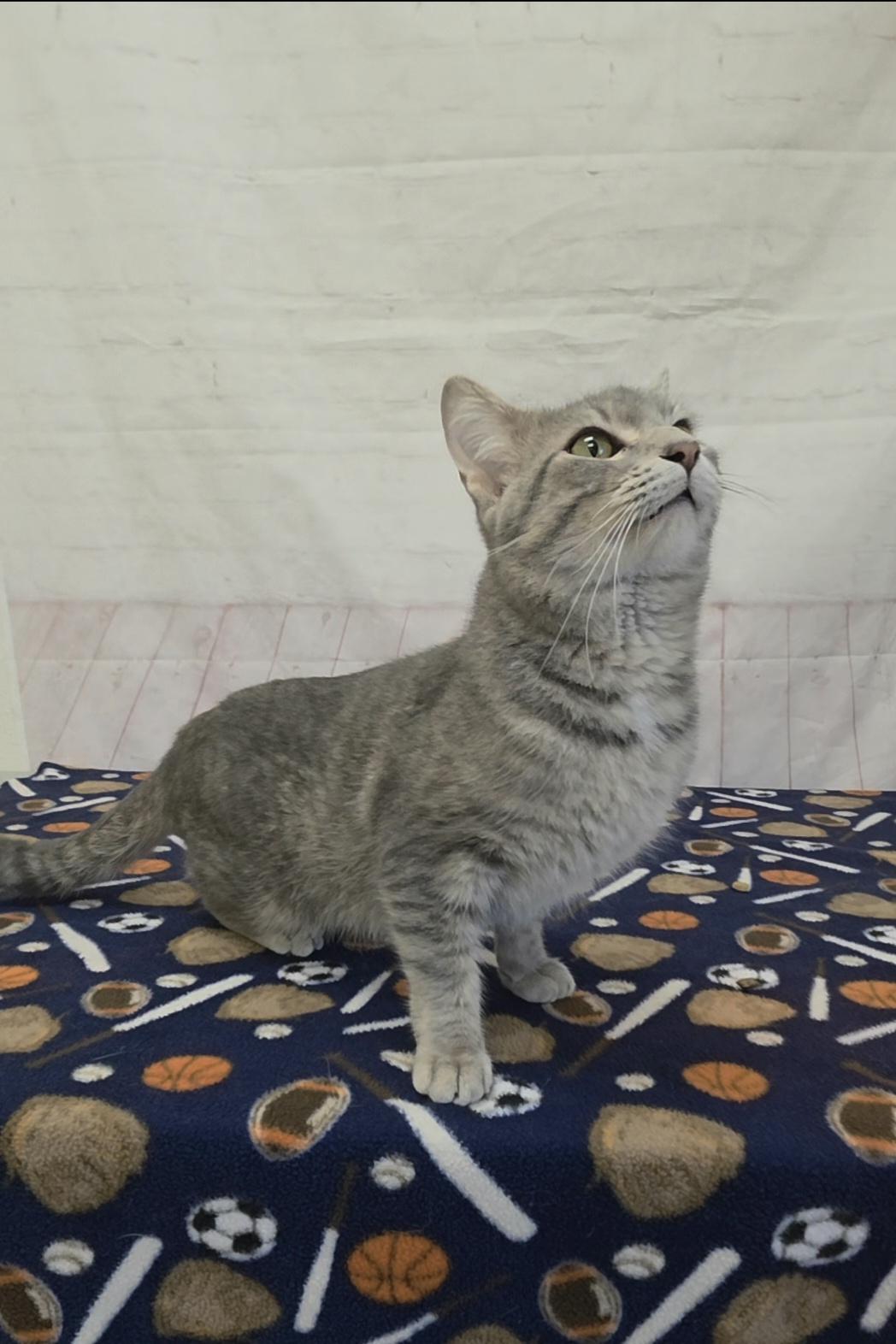 Enlarge Potato Chip, a ADOPTABLE Domestic Short Hair in Red Wing, MN image 4/5
