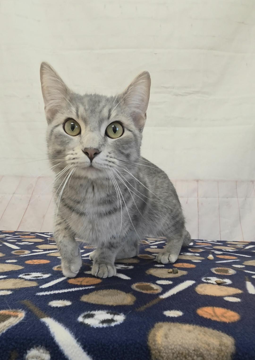Potato Chip, ADOPTABLE, Young Male Domestic Short Hair.