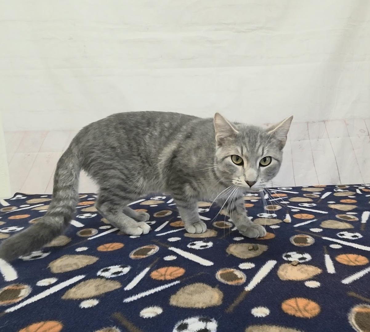Enlarge Potato Chip, a ADOPTABLE Domestic Short Hair in Red Wing, MN image 2/5