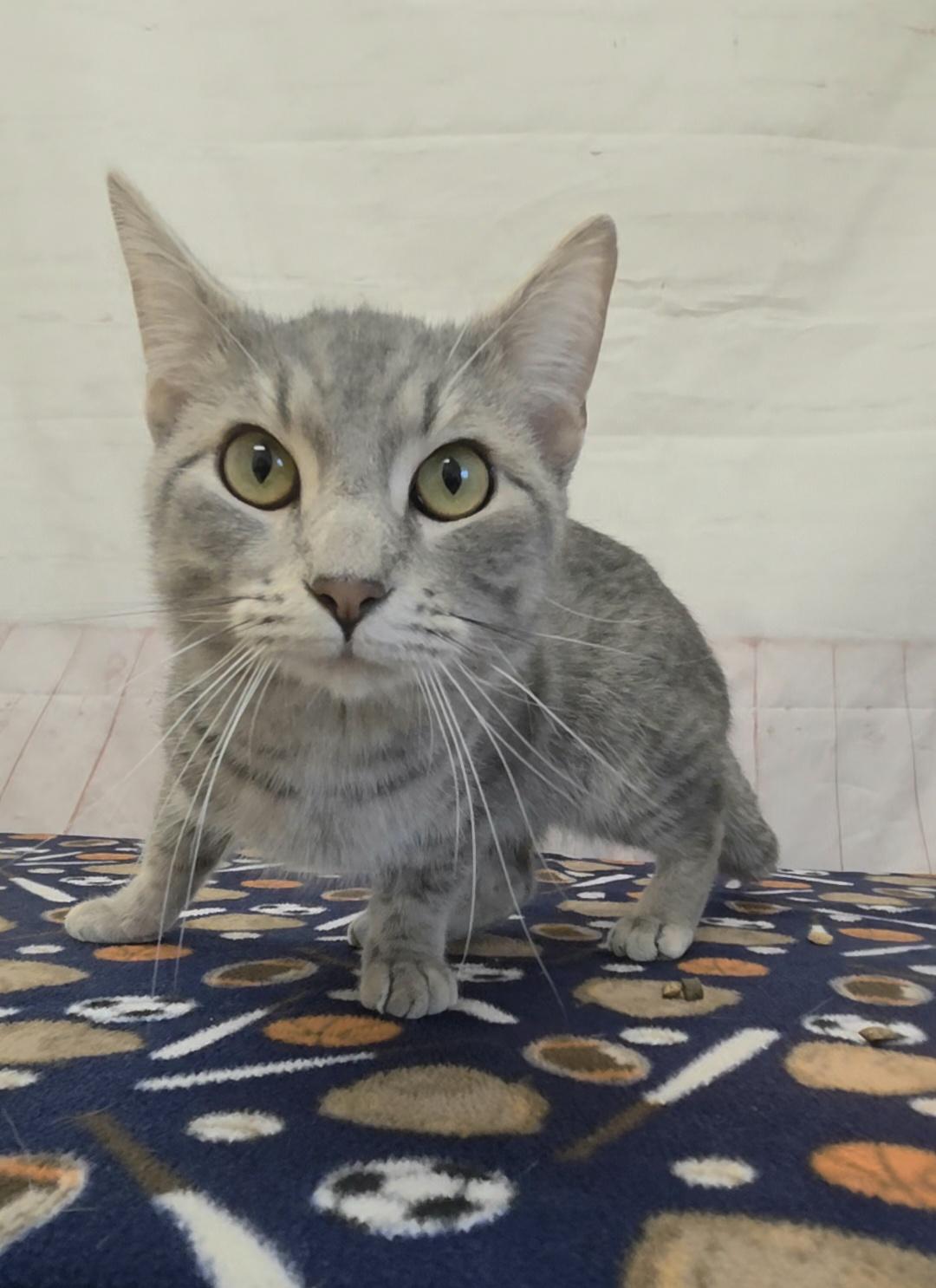Enlarge Potato Chip, a ADOPTABLE Domestic Short Hair in Red Wing, MN image 3/5