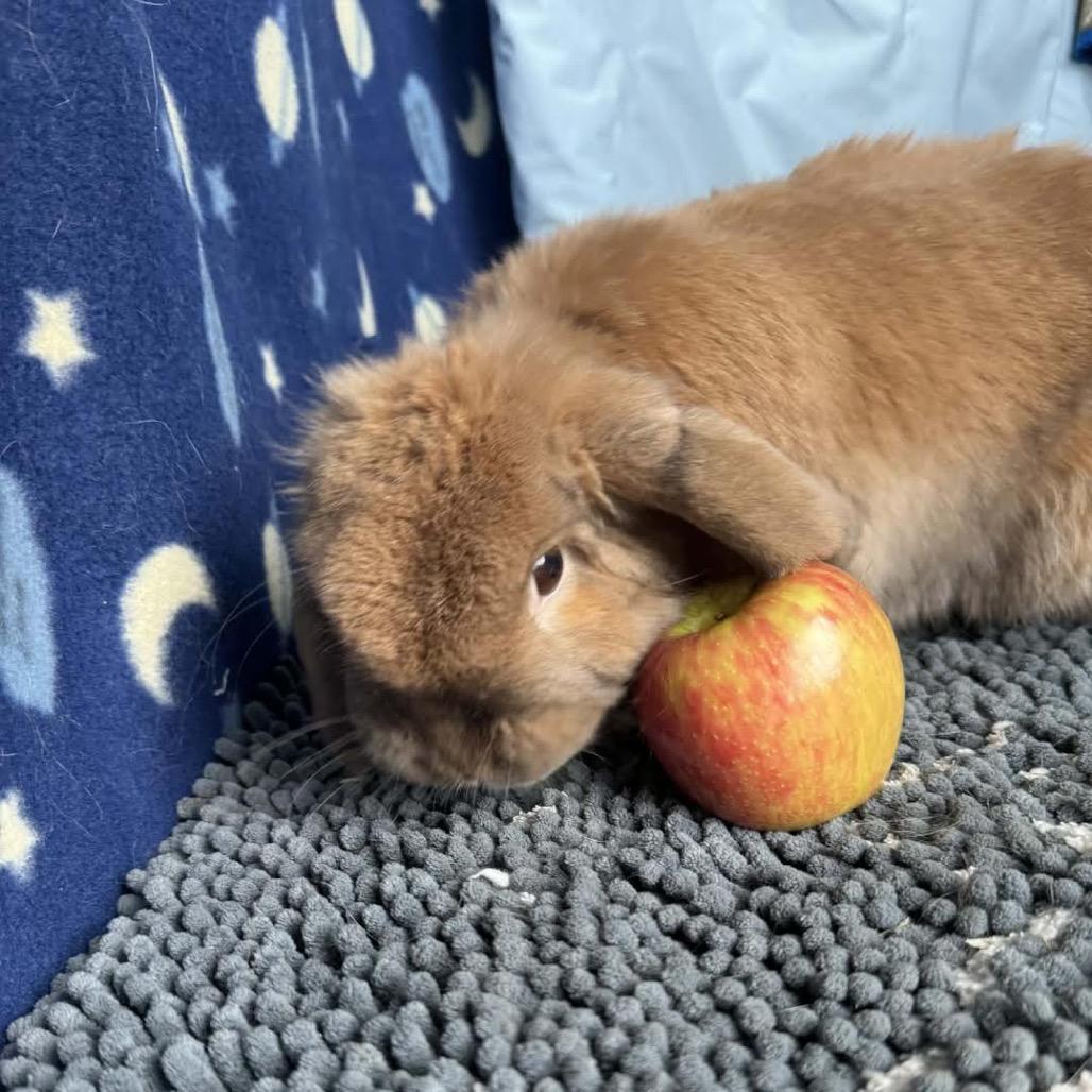 BunBun, Adoptable, Adult Female Holland Lop.