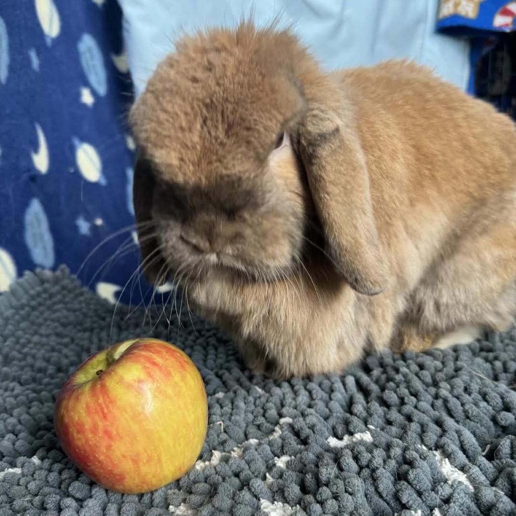 Enlarge BunBun, a Adoptable Holland Lop in Madison, WI image 3/5