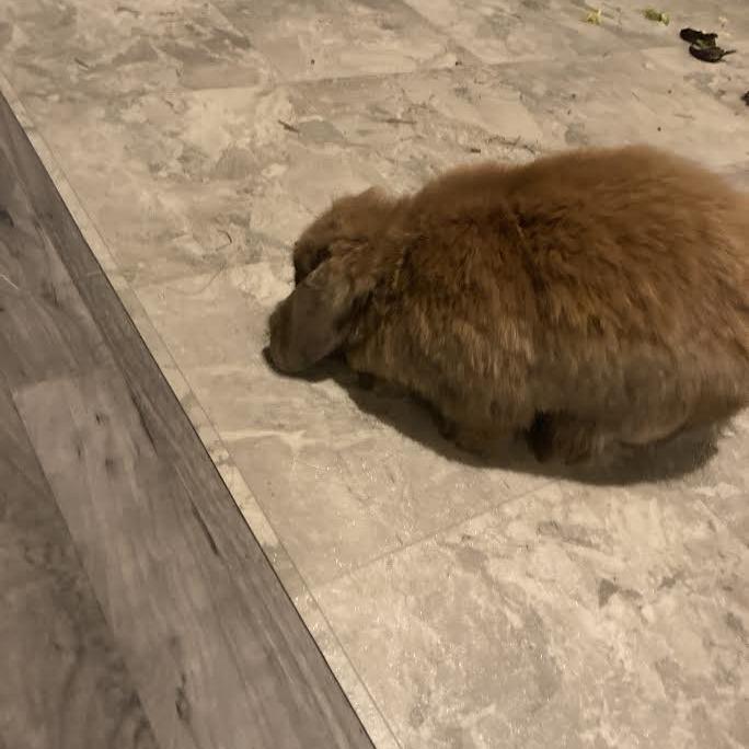 Enlarge BunBun, a Adoptable Holland Lop in Madison, WI image 4/5
