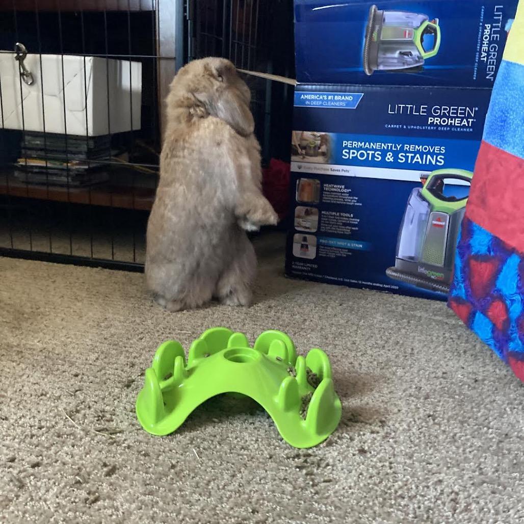 Enlarge BunBun, a Adoptable Holland Lop in Madison, WI image 5/6
