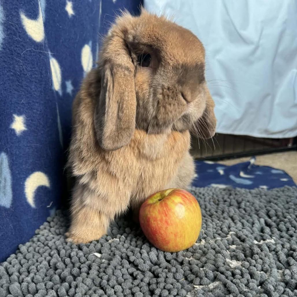 Enlarge BunBun, a Adoptable Holland Lop in Madison, WI image 5/5