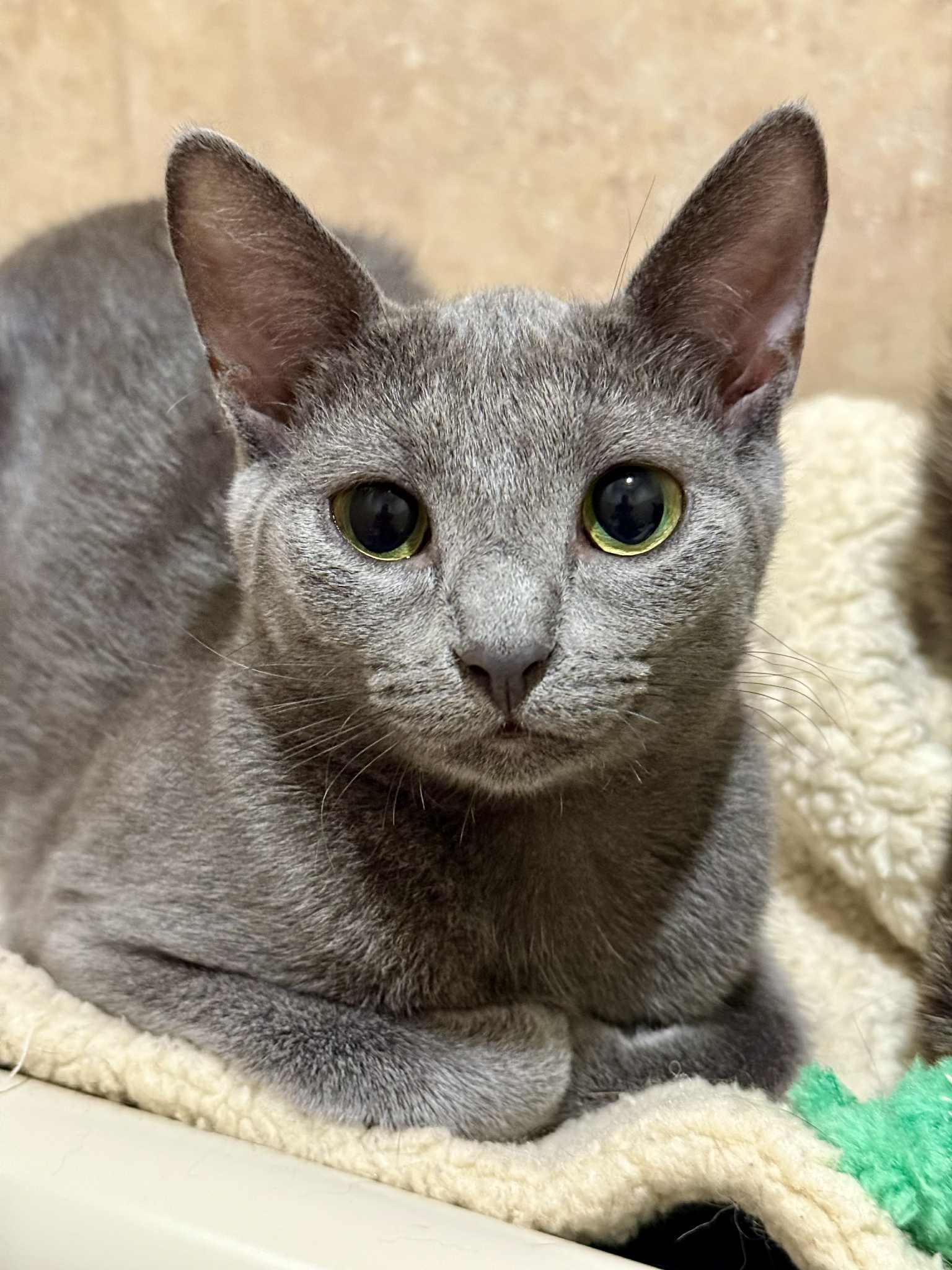 Lark and Lotus (Bonded Pair)